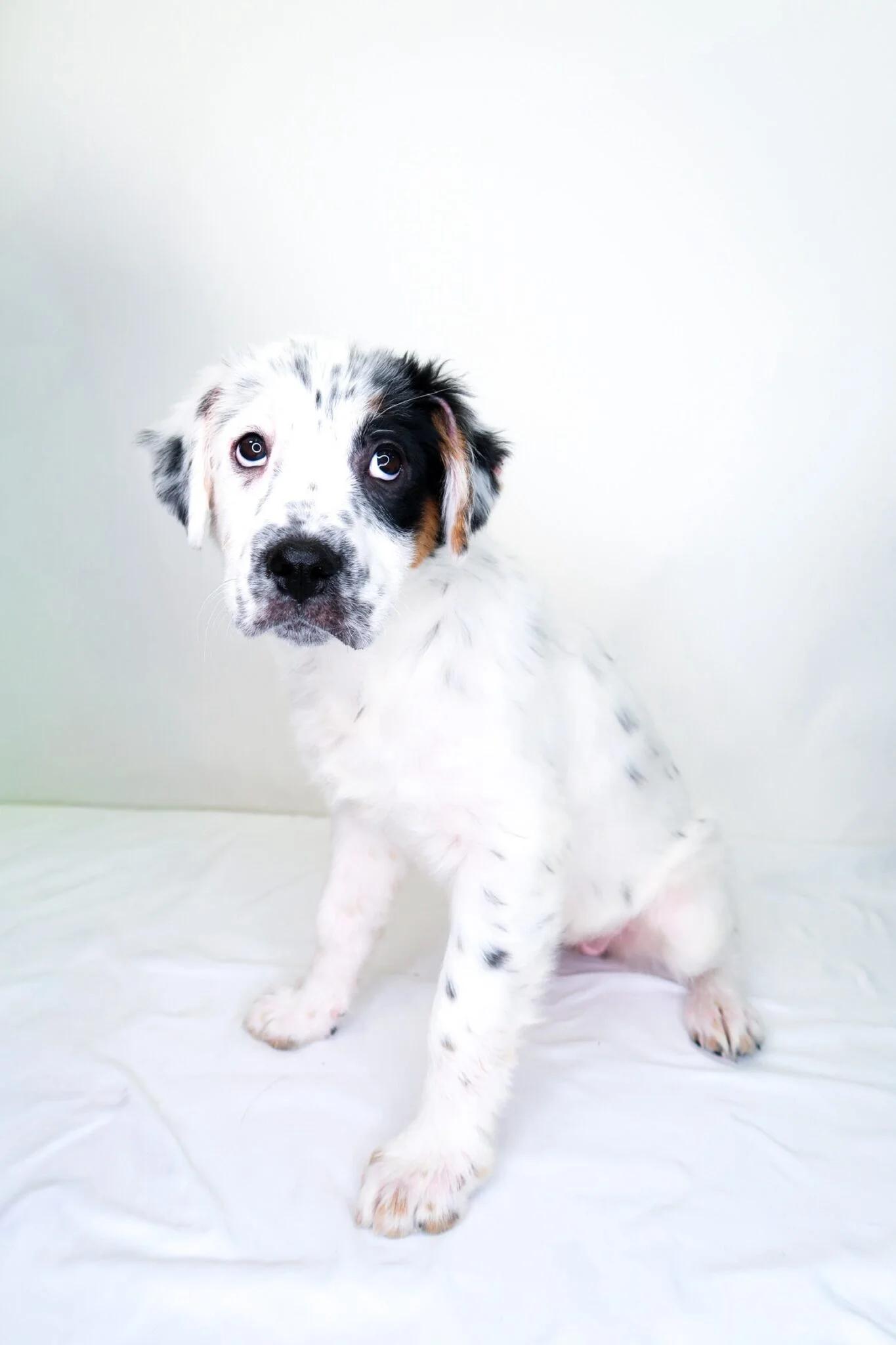 Cristina, adopted, Puppy Female Australian Cattle Dog / Blue Heeler.