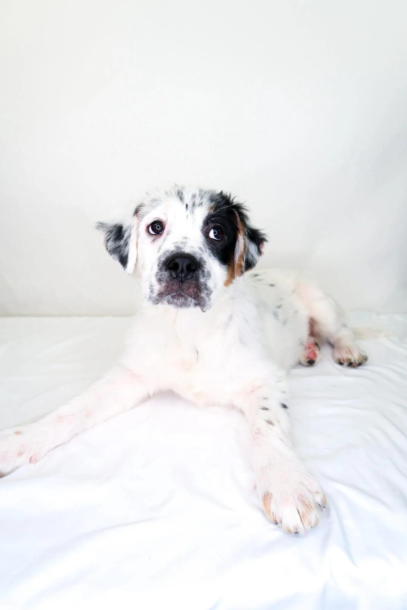 Enlarge Cristina, an adopted mixed breed in Bixby, OK image 2/5