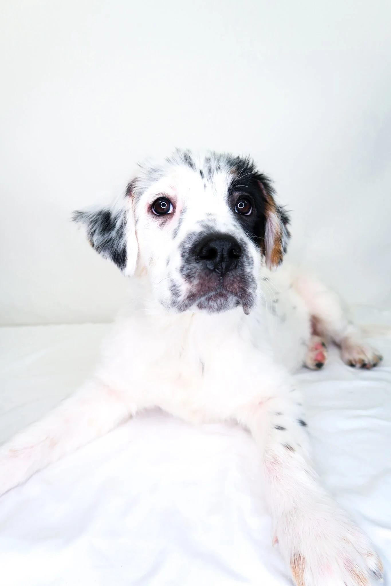 Enlarge Cristina, an adopted mixed breed in Bixby, OK image 4/5