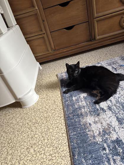 Enlarge Trixie, a Adoptable mixed breed in Gwinn, MI image 1/3