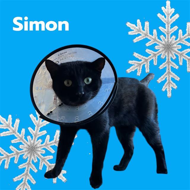 Enlarge SIMON, a Adoptable mixed breed in Visalia, CA image 1/1
