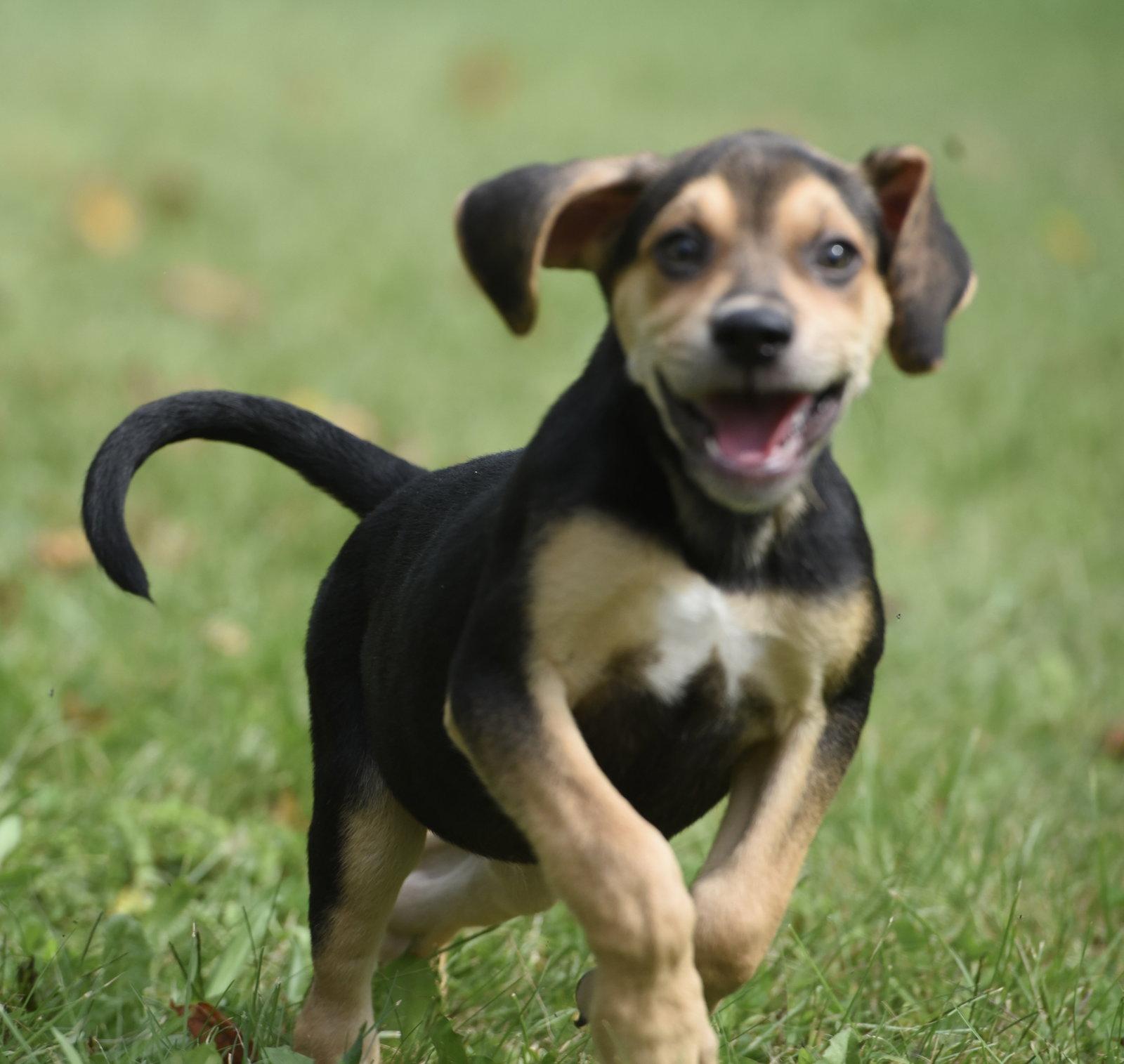 Leo, Adoptable, Puppy Male Beagle & Australian Shepherd.
