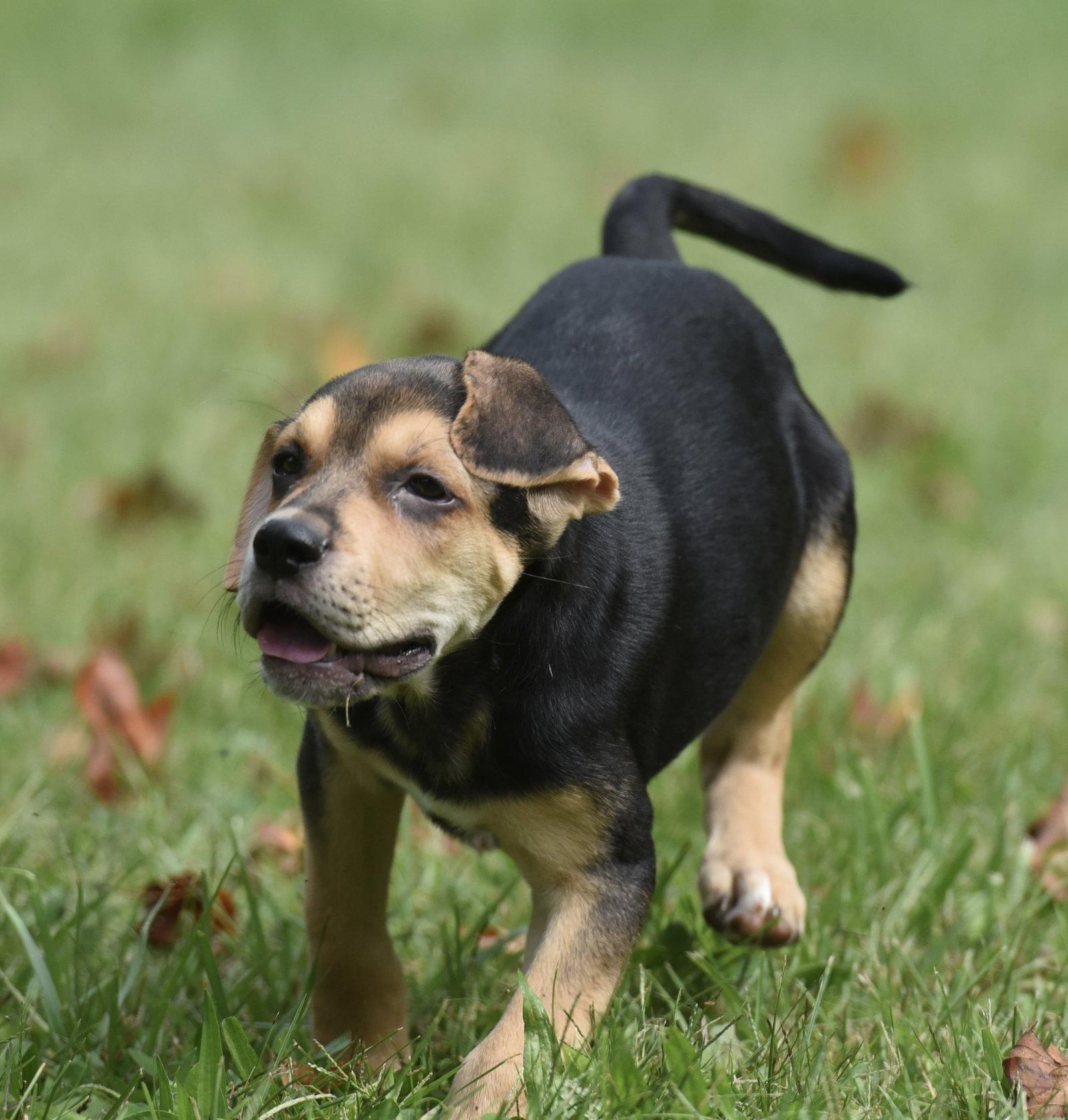 Enlarge Leo, a Adoptable mixed breed in Mechanicsburg, PA image 2/3