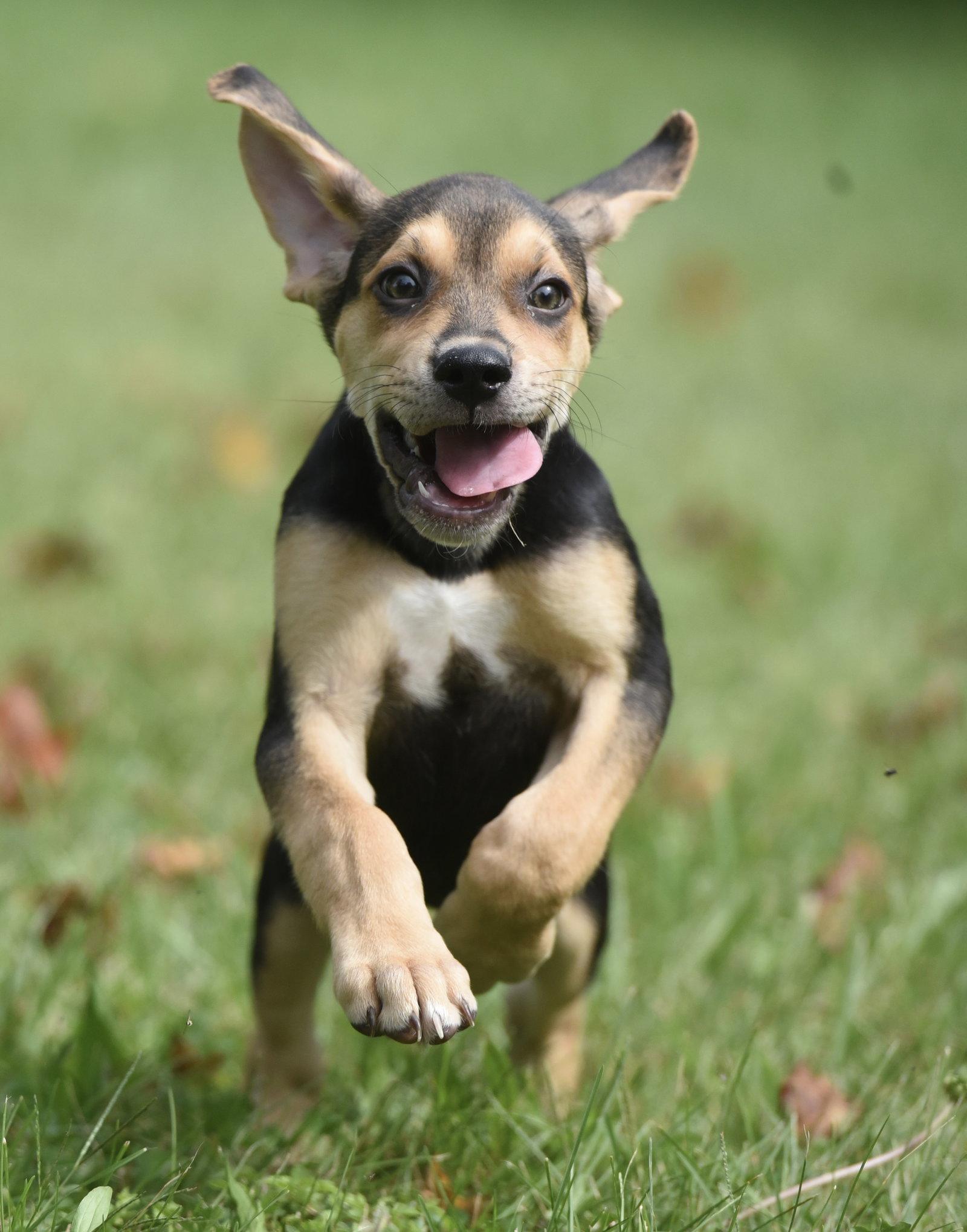 Enlarge Leo, a Adoptable mixed breed in Mechanicsburg, PA image 3/3