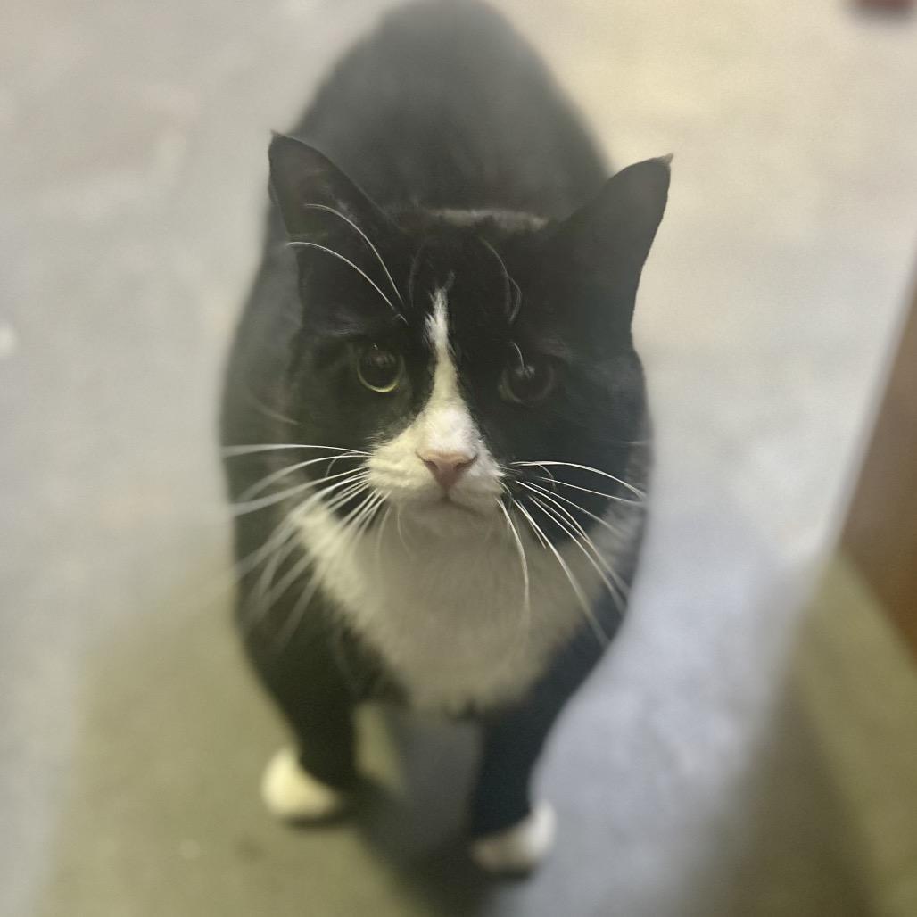 Willie, Adoptable, Adult Male Domestic Short Hair.