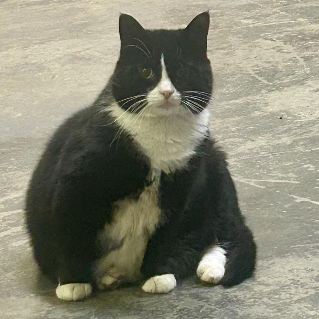 Enlarge Willie, a Adoptable Domestic Short Hair in Mocksville, NC image 2/6