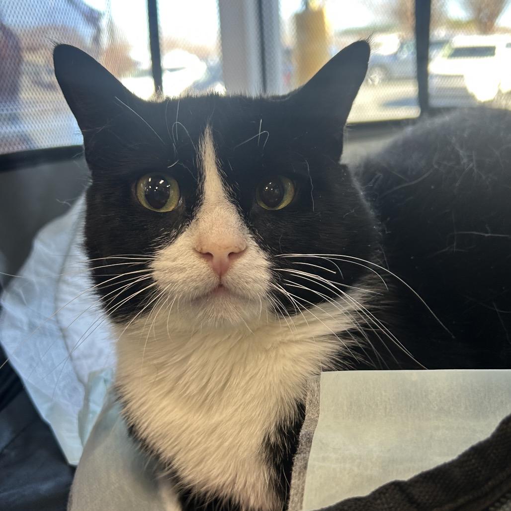 Enlarge Willie, a Adoptable Domestic Short Hair in Mocksville, NC image 3/6