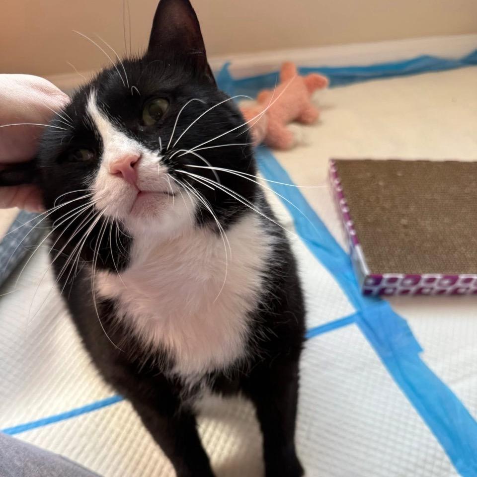 Enlarge Willie, a Adoptable Domestic Short Hair in Mocksville, NC image 4/6