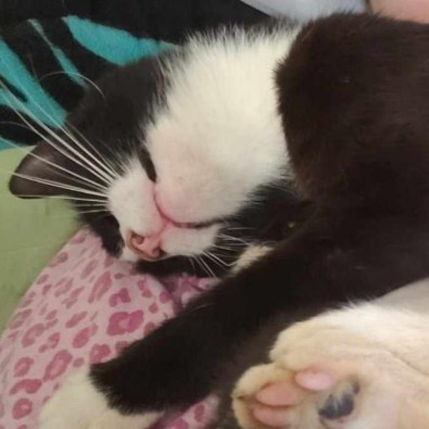 Enlarge Willie, a Adoptable Domestic Short Hair in Mocksville, NC image 5/6