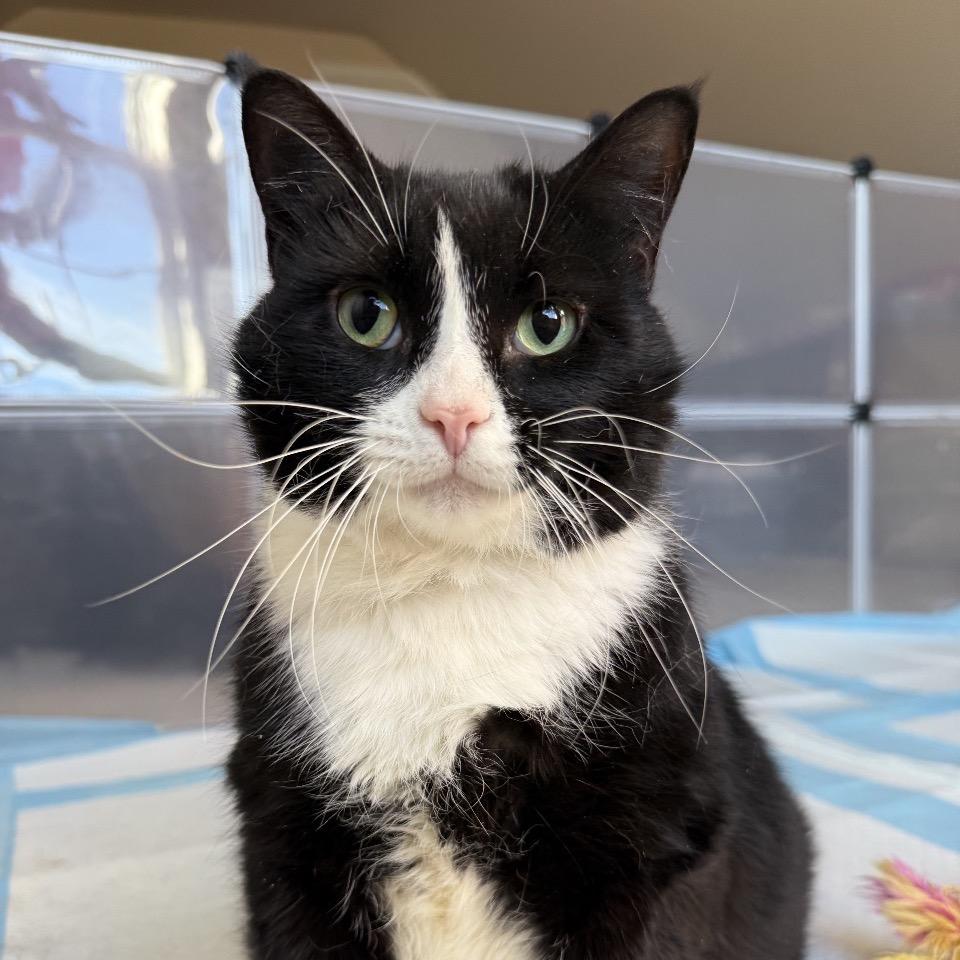 Enlarge Willie, a Adoptable Domestic Short Hair in Mocksville, NC image 6/6