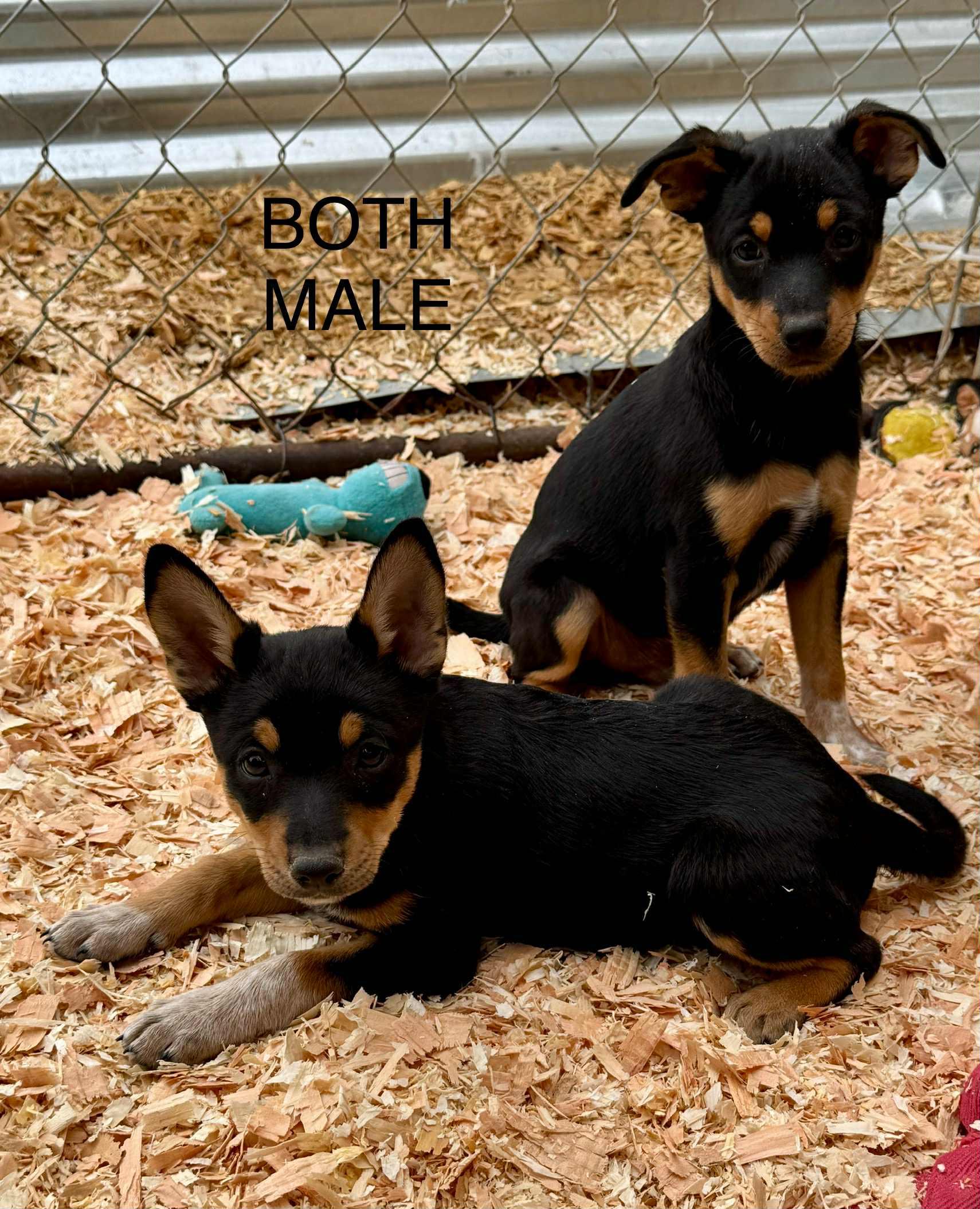 Blue heeler mix puppies, an adoptable Australian Cattle Dog / Blue Heeler, Chihuahua in Bend, OR, 97702 | Photo Image 2