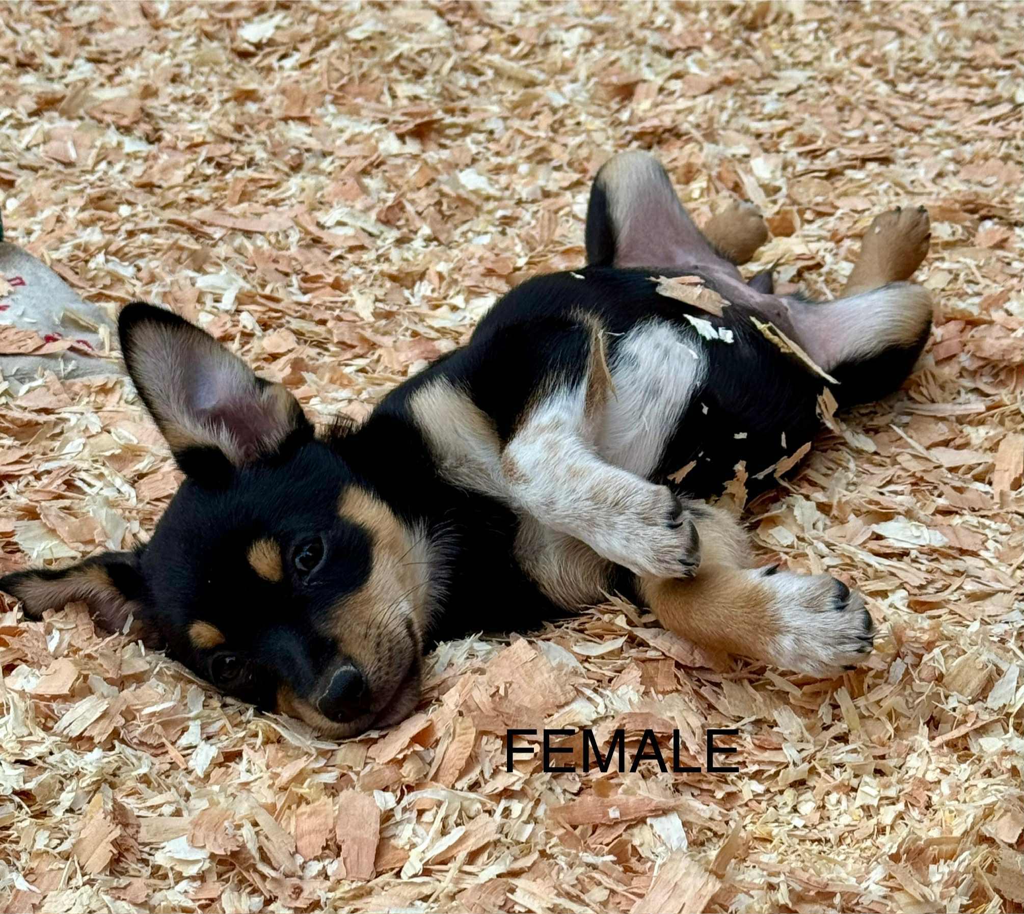 Blue heeler mix puppies, an adoptable Australian Cattle Dog / Blue Heeler, Chihuahua in Bend, OR, 97702 | Photo Image 3