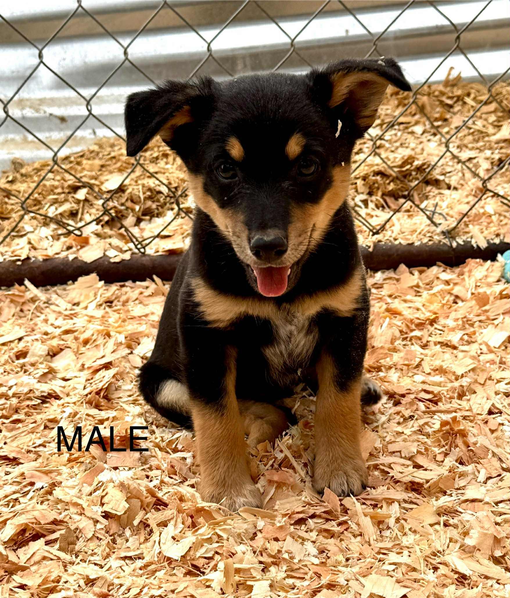 Blue heeler mix puppies, an adoptable Australian Cattle Dog / Blue Heeler, Chihuahua in Bend, OR, 97702 | Photo Image 4
