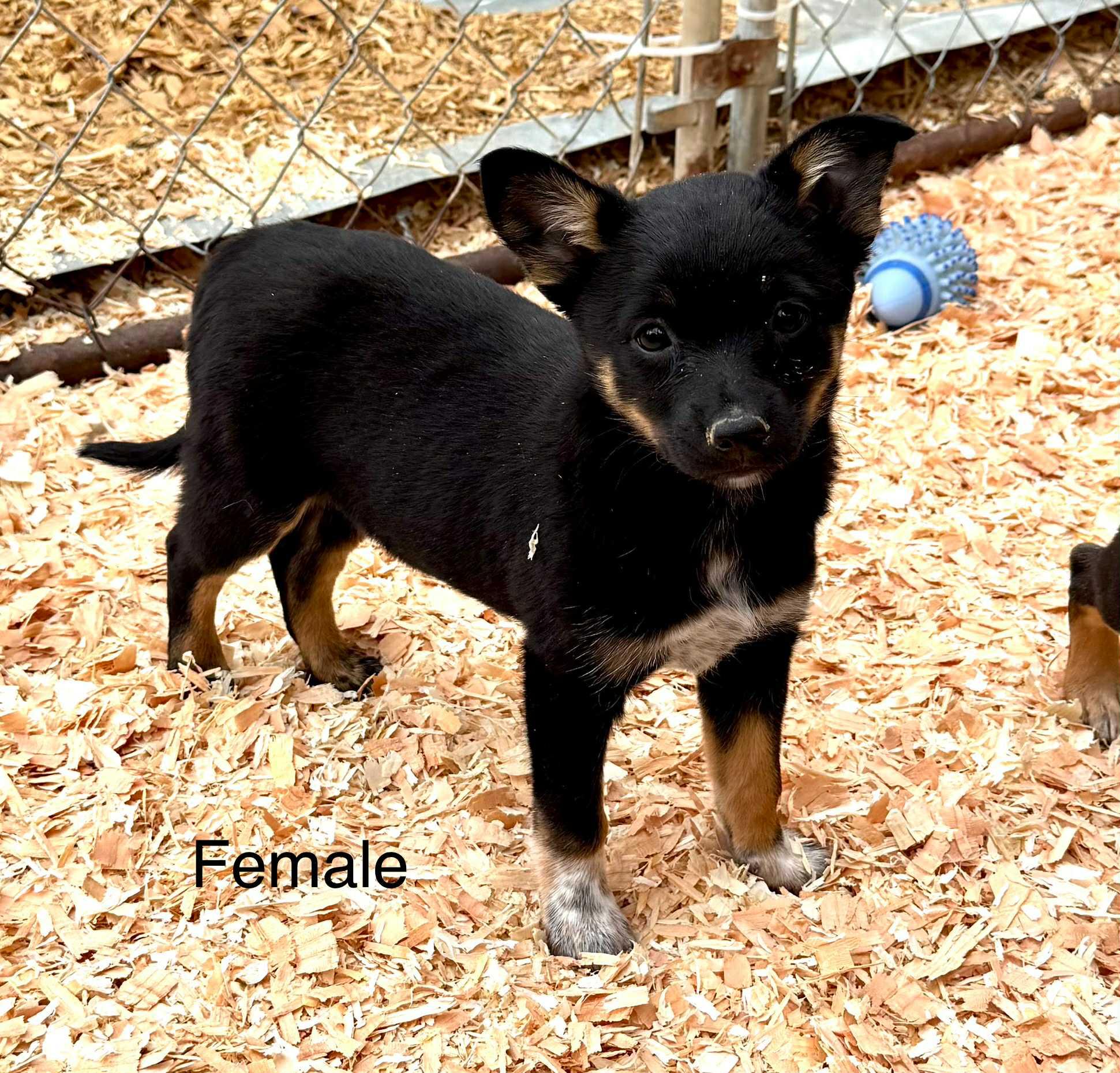 Blue heeler mix puppies, an adoptable Australian Cattle Dog / Blue Heeler, Chihuahua in Bend, OR, 97702 | Photo Image 5