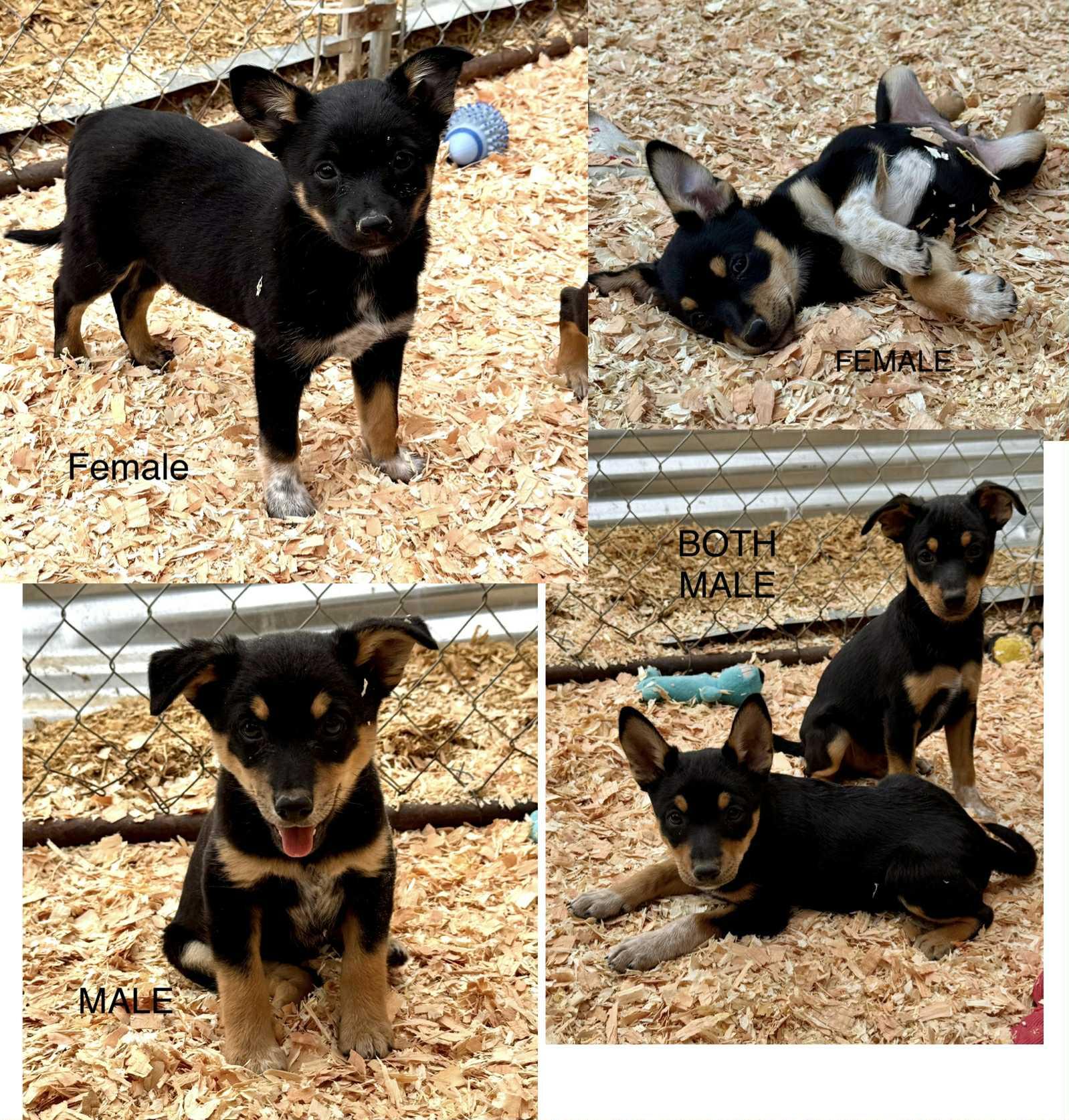 Blue heeler mix puppies, an adoptable Australian Cattle Dog / Blue Heeler, Chihuahua in Bend, OR, 97702 | Photo Image 1