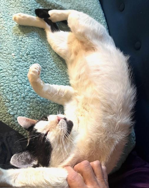Enlarge JAG, a Adoptable Domestic Short Hair in Englewood, NJ image 4/6