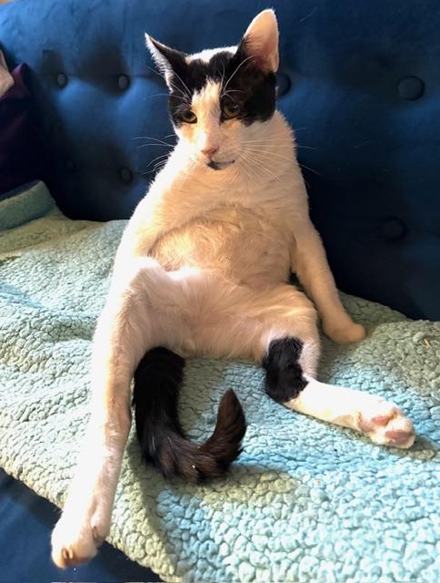 Enlarge JAG, a Adoptable Domestic Short Hair in Englewood, NJ image 2/6