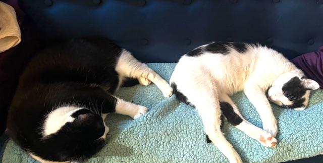 Enlarge JAG, a Adoptable Domestic Short Hair in Englewood, NJ image 3/6