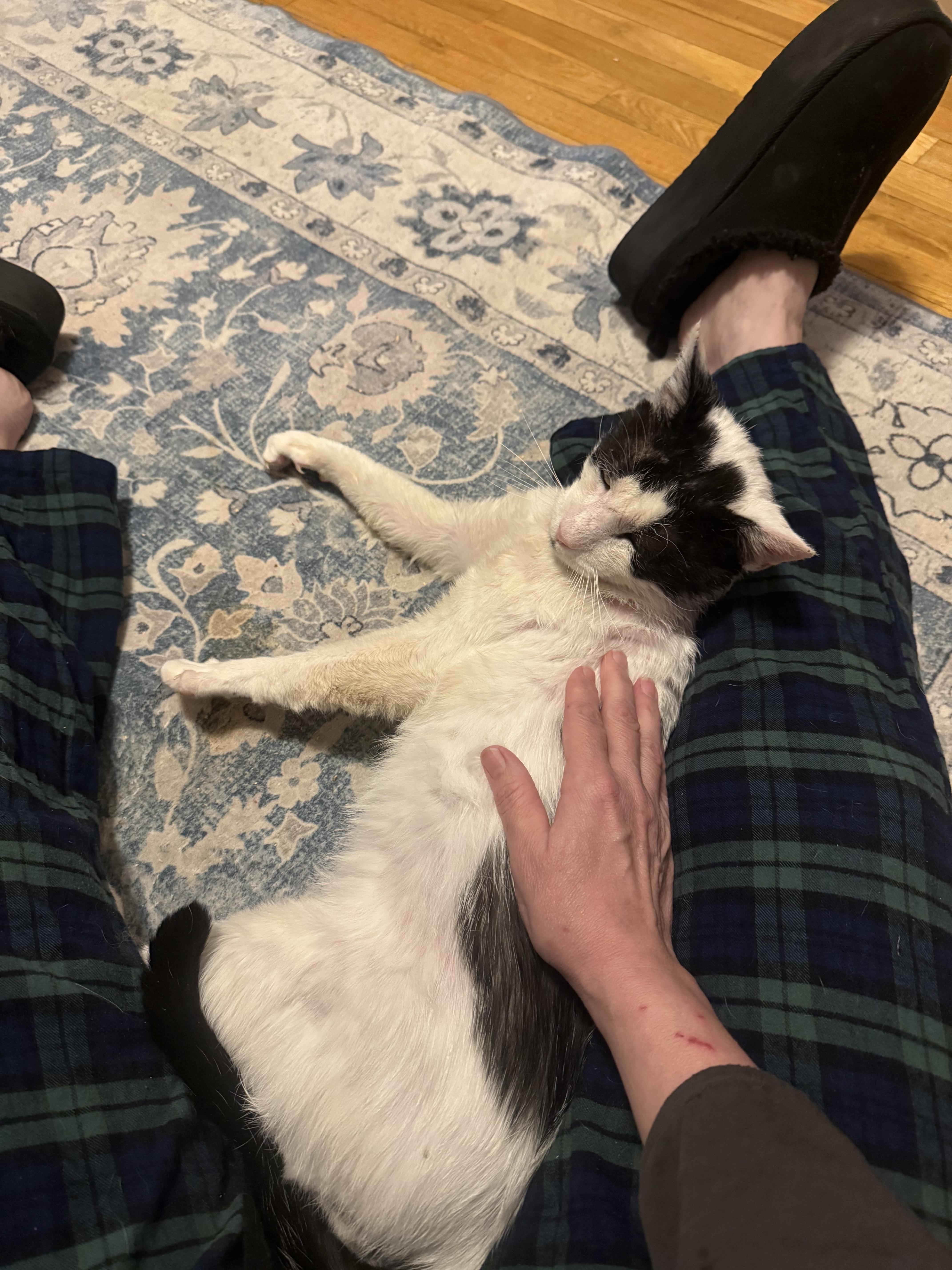Enlarge JAG, a Adoptable Domestic Short Hair in Englewood, NJ image 5/6