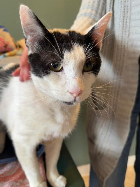 Enlarge JAG, a Adoptable Domestic Short Hair in Englewood, NJ image 1/6