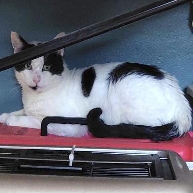 Enlarge JAG, a Adoptable Domestic Short Hair in Englewood, NJ image 6/6