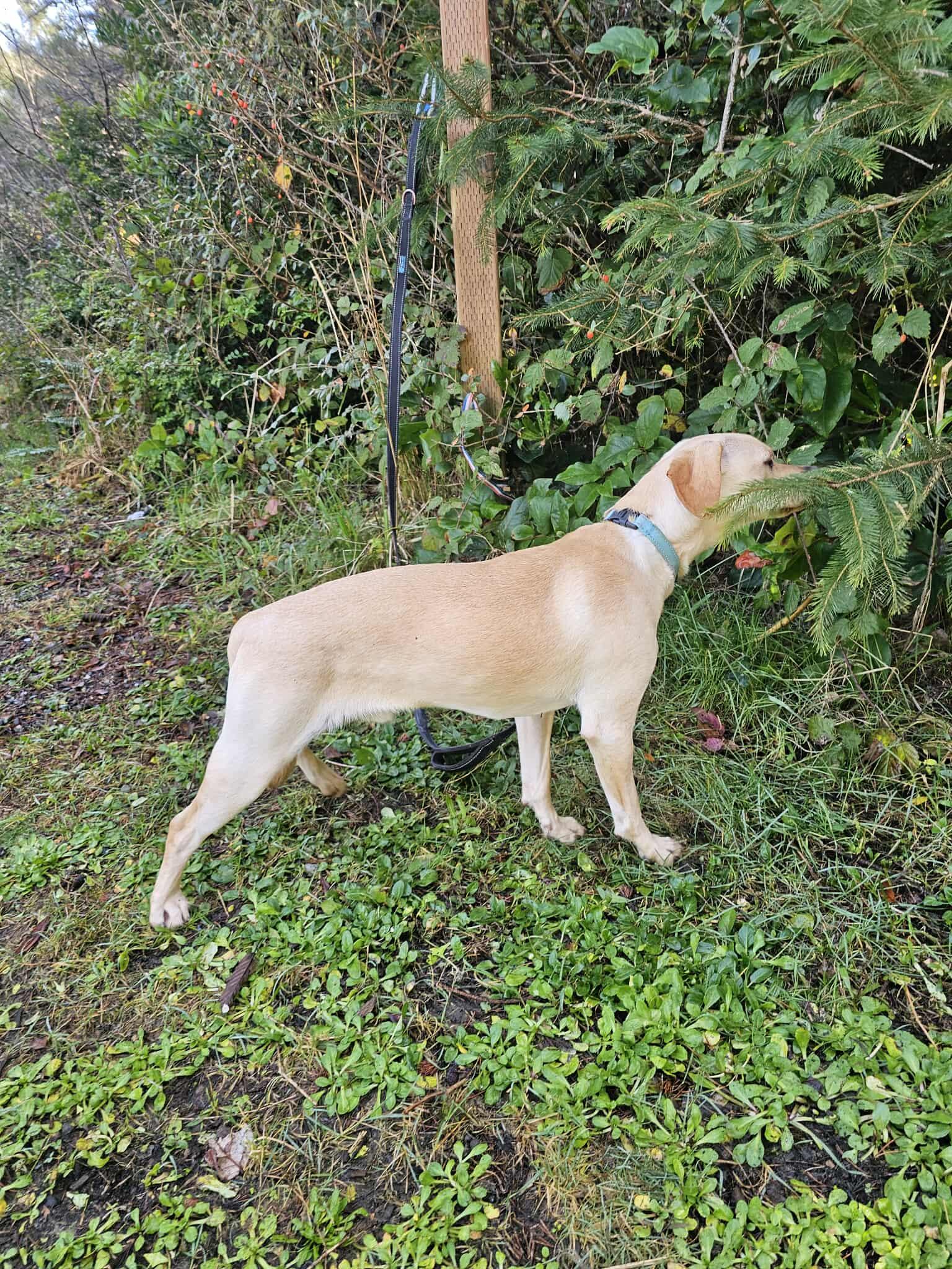 Enlarge Dennis, an adopted mixed breed in Crescent city, CA image 2/4