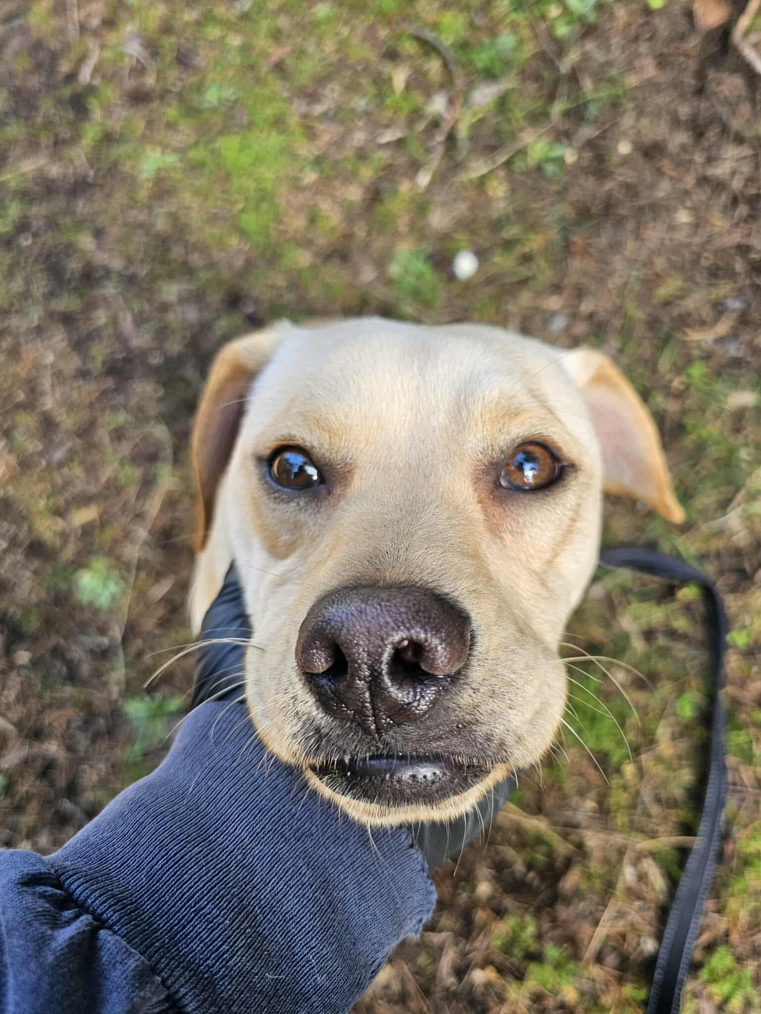 Enlarge Dennis, an adopted mixed breed in Crescent city, CA image 4/4