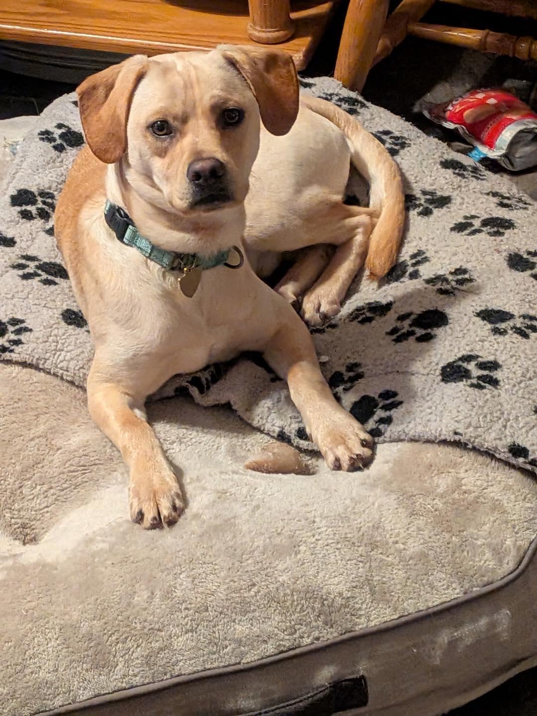 Enlarge Dennis, an adopted mixed breed in Crescent city, CA image 3/4