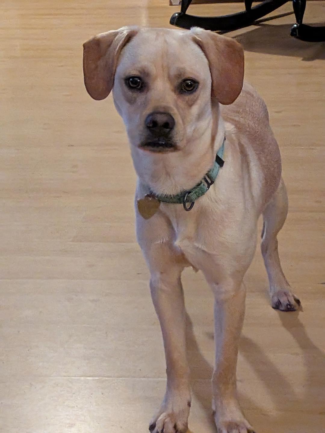 Dennis, ADOPTABLE, Young Male Chiweenie & Doberman Pinscher.