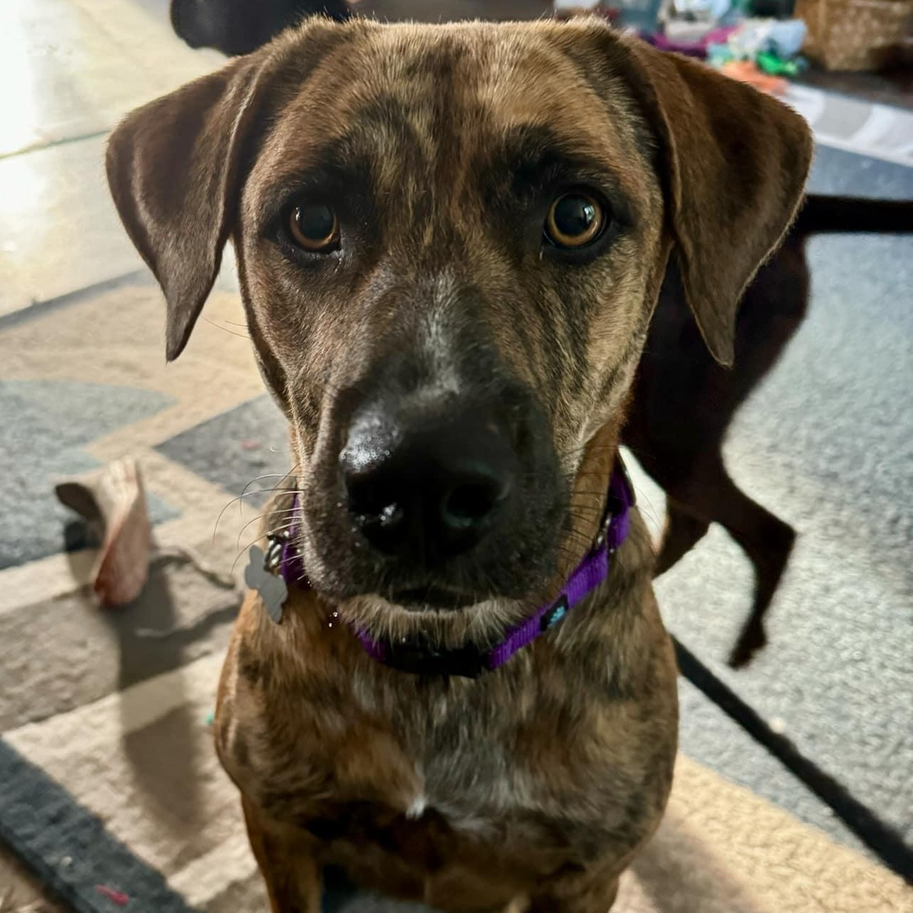 Gabby, Adoptable, Adult Female Mountain Cur.