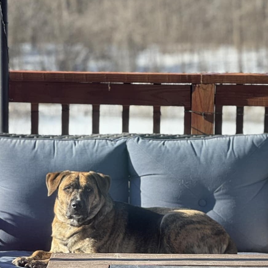 Gabby, a Adoptable mixed breed in Columbia, MO image 4/6