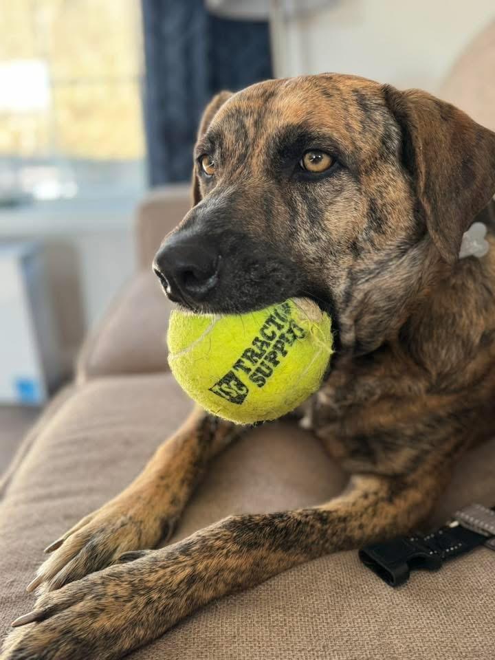 Gabby, Adoptable, Adult Female Mountain Cur.