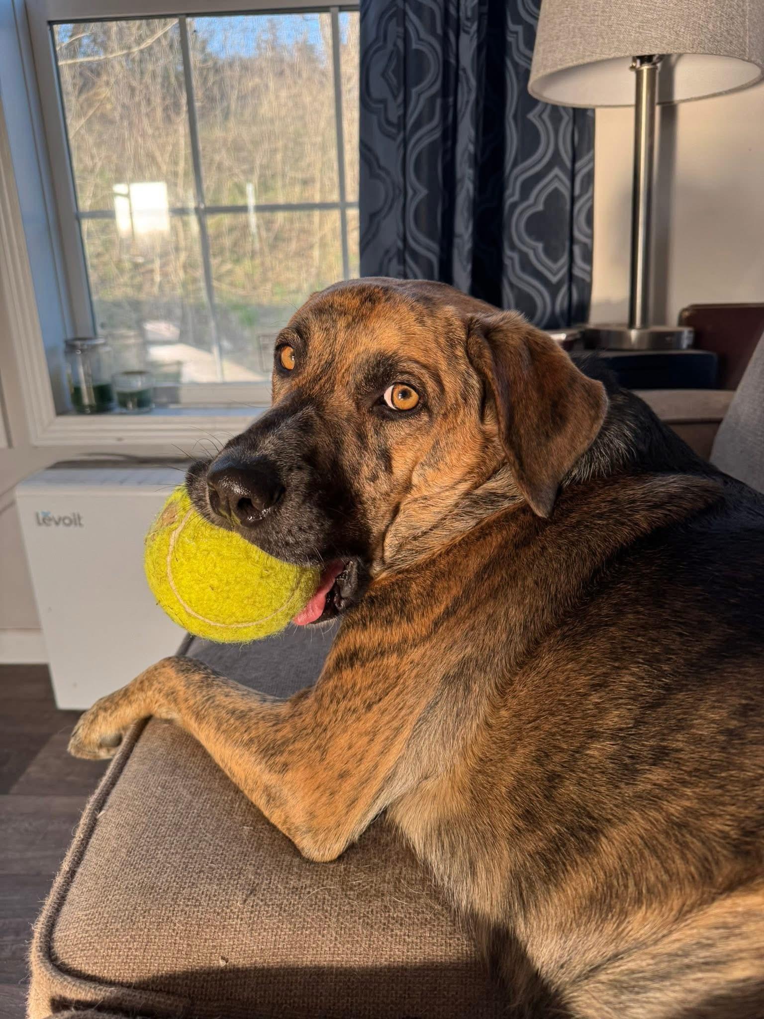 Gabby, a Adoptable mixed breed in Columbia, MO image 3/6
