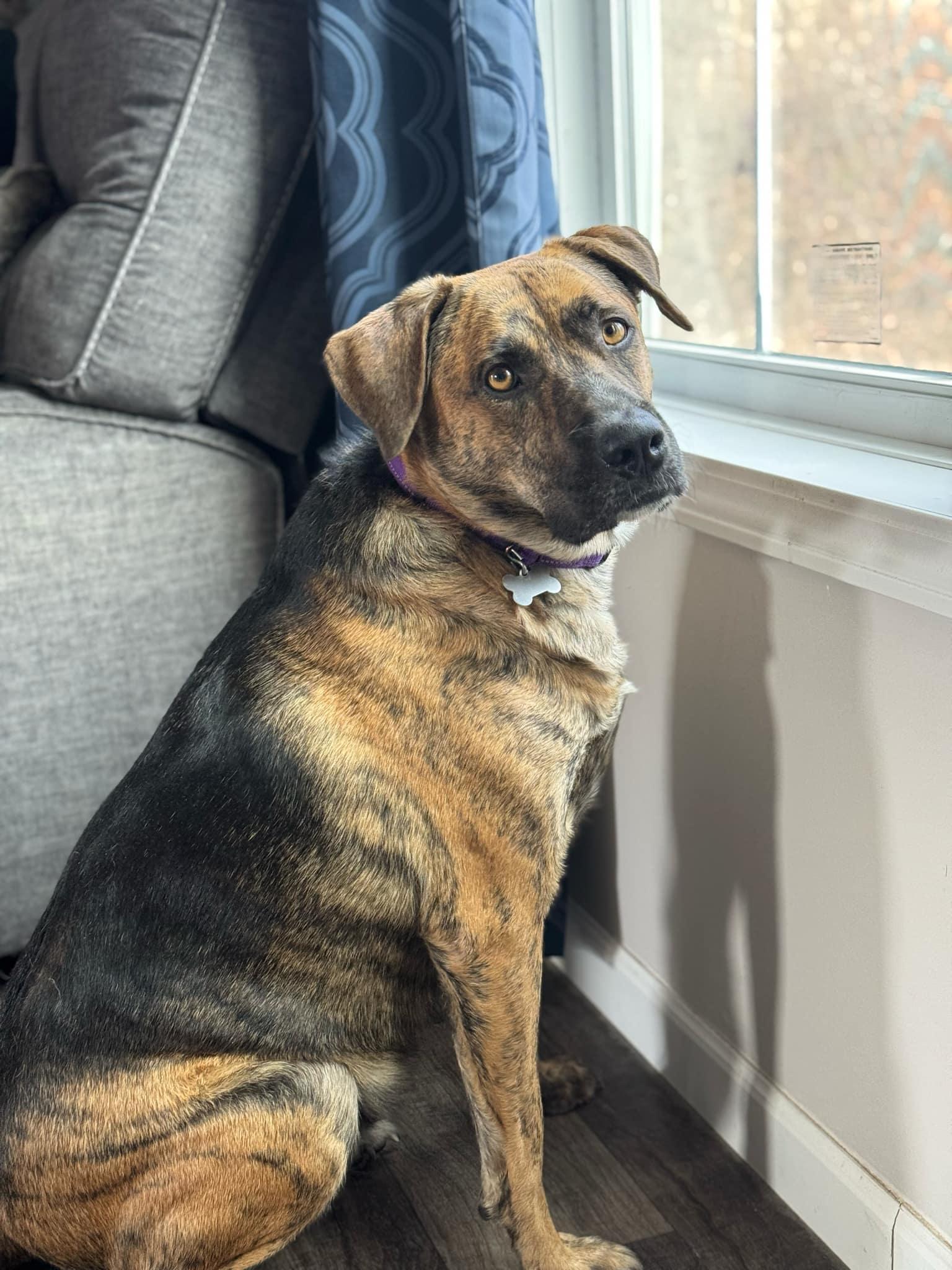 Gabby, a Adoptable mixed breed in Columbia, MO image 5/6