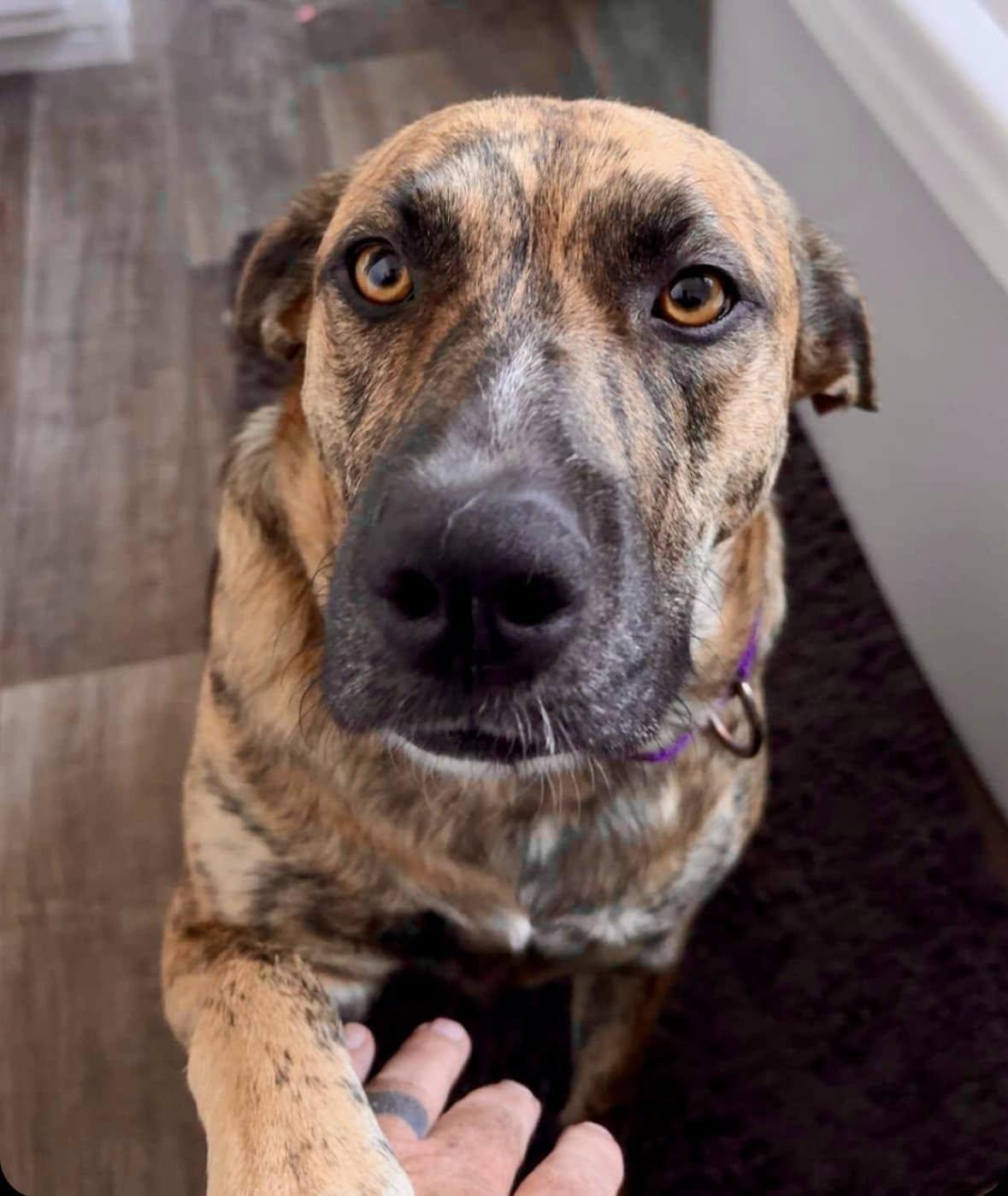 Gabby, a Adoptable mixed breed in Columbia, MO image 6/6