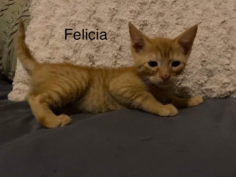 Felicia, Adopted, Kitten Female Domestic Short Hair.