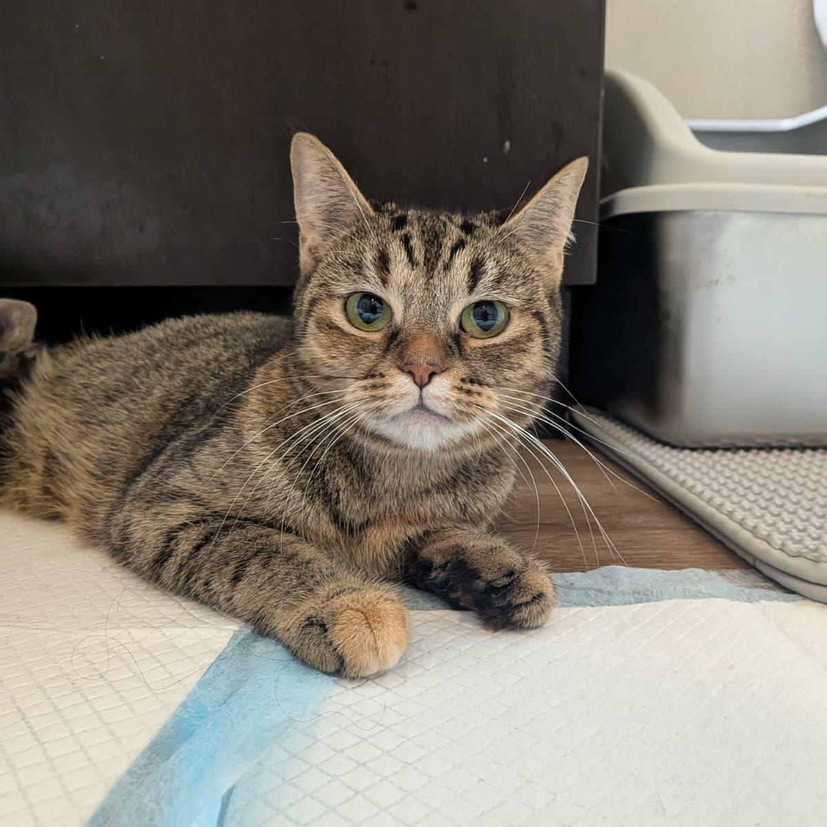 Enlarge REI, an adoptable mixed breed in Sunrise, FL image 4/5