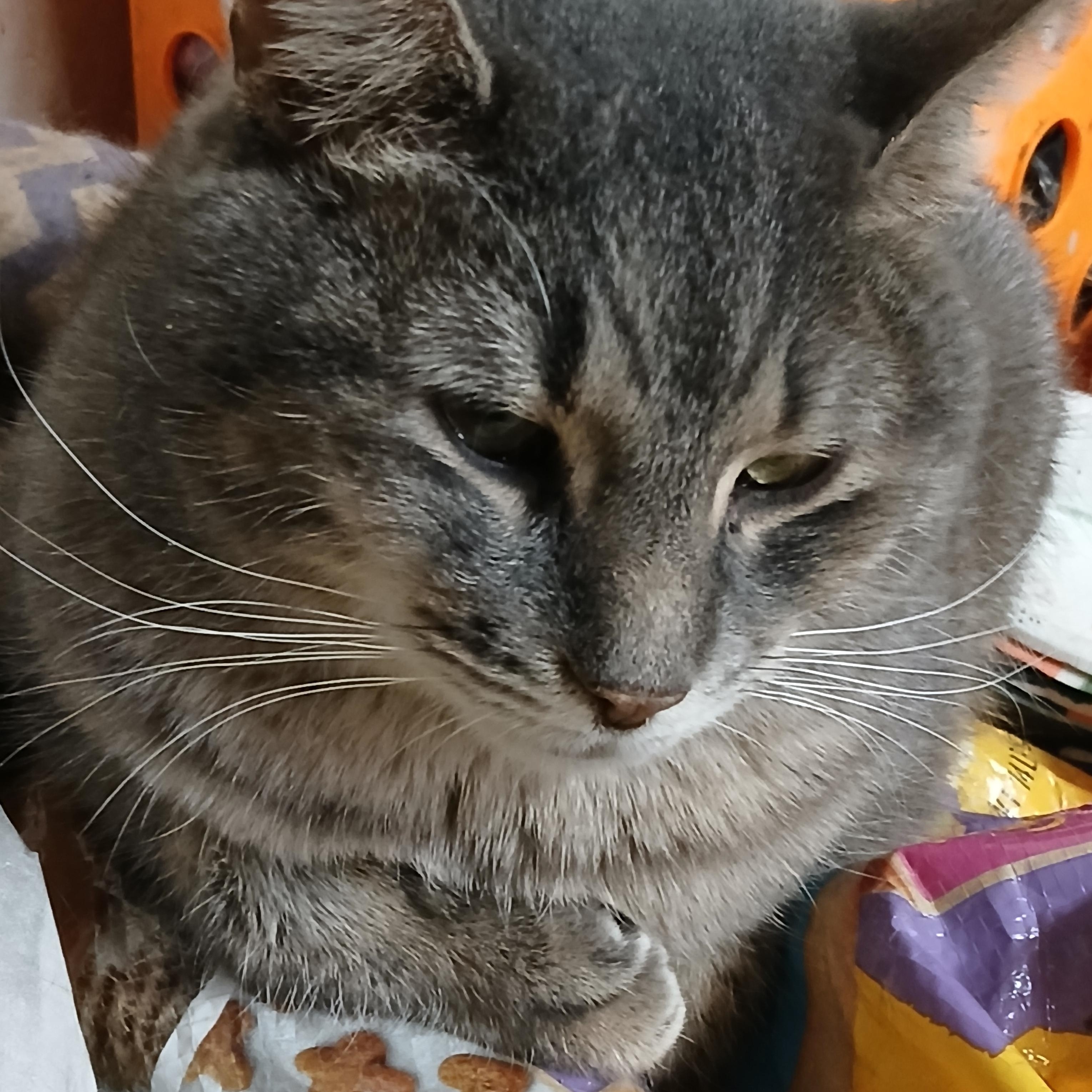 Teo, adoptable, Adult Male Domestic Short Hair & Tabby.