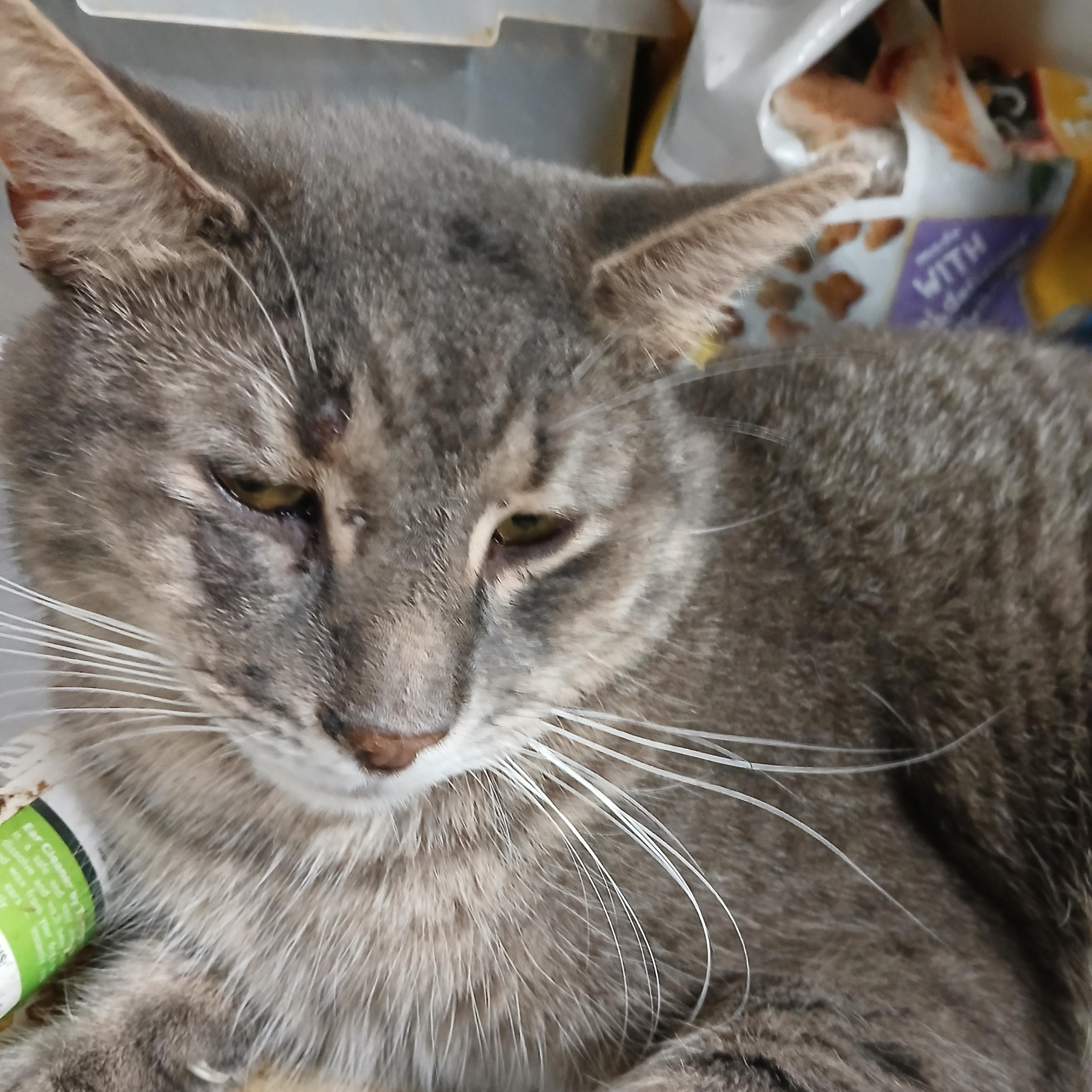 Teo, adoptable, Adult Male Domestic Short Hair & Tabby.