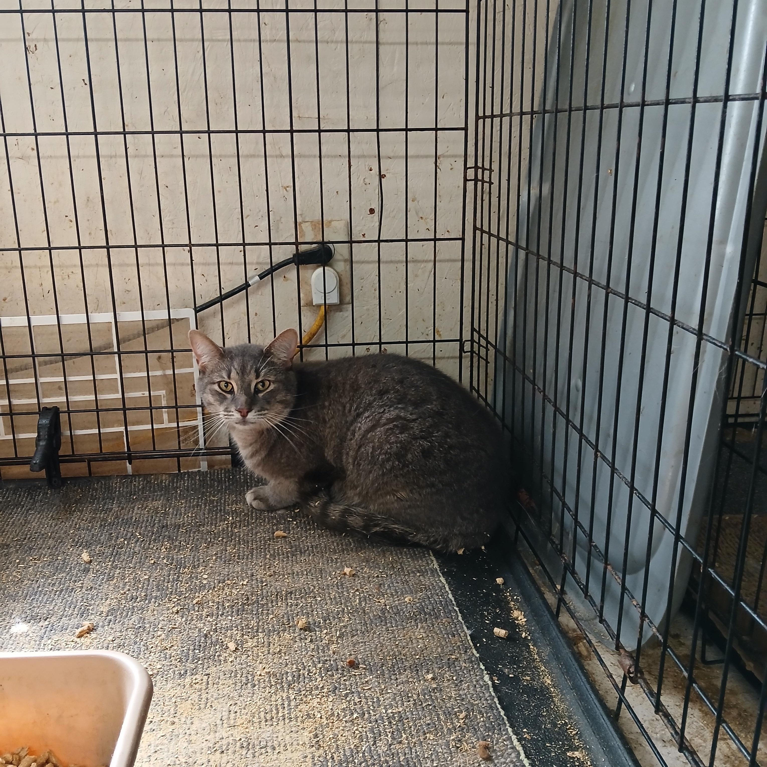 Teo, an adoptable mixed breed in Eaton Rapids, MI image 2/2