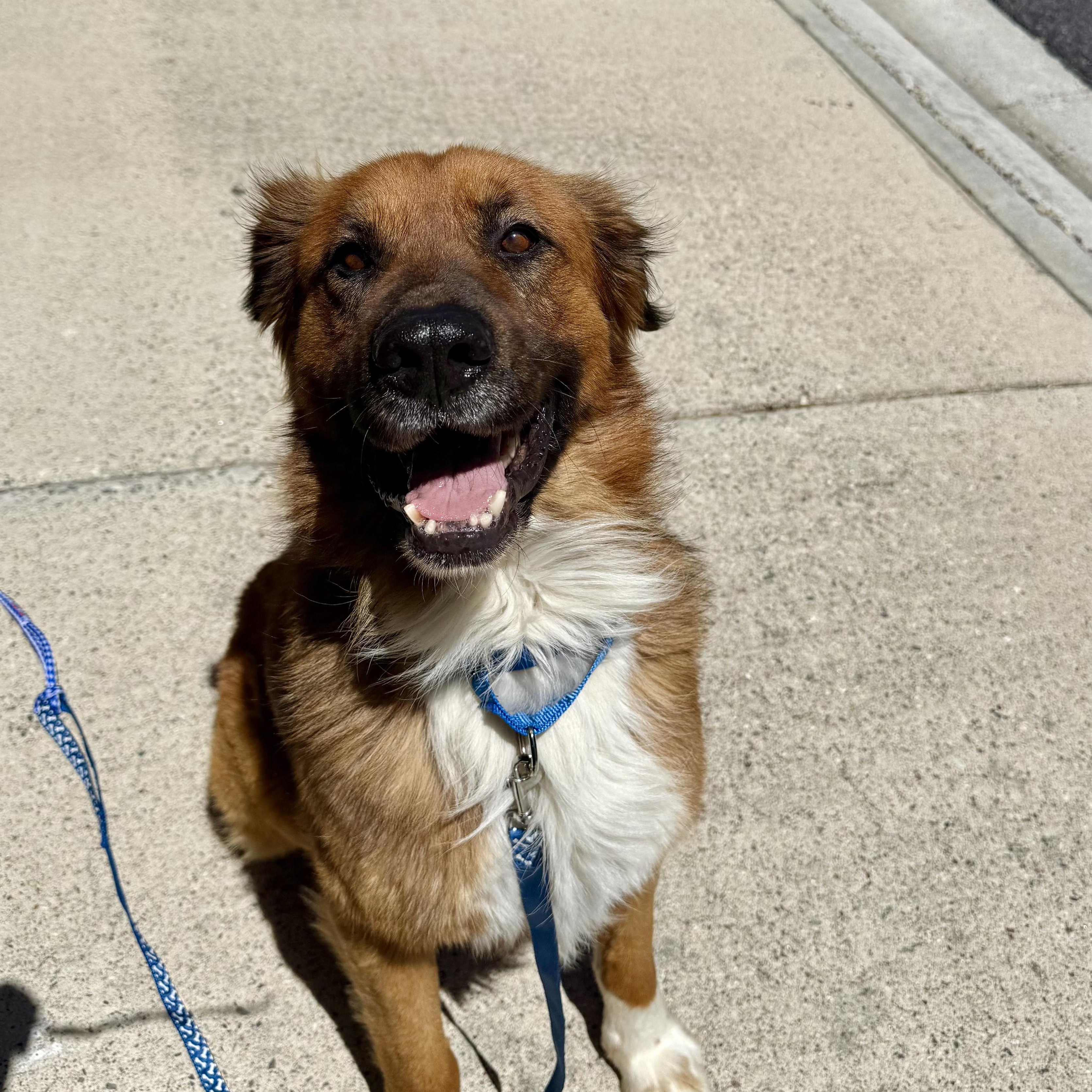 TOM!, a Adoptable mixed breed in Loomis, CA image 3/6