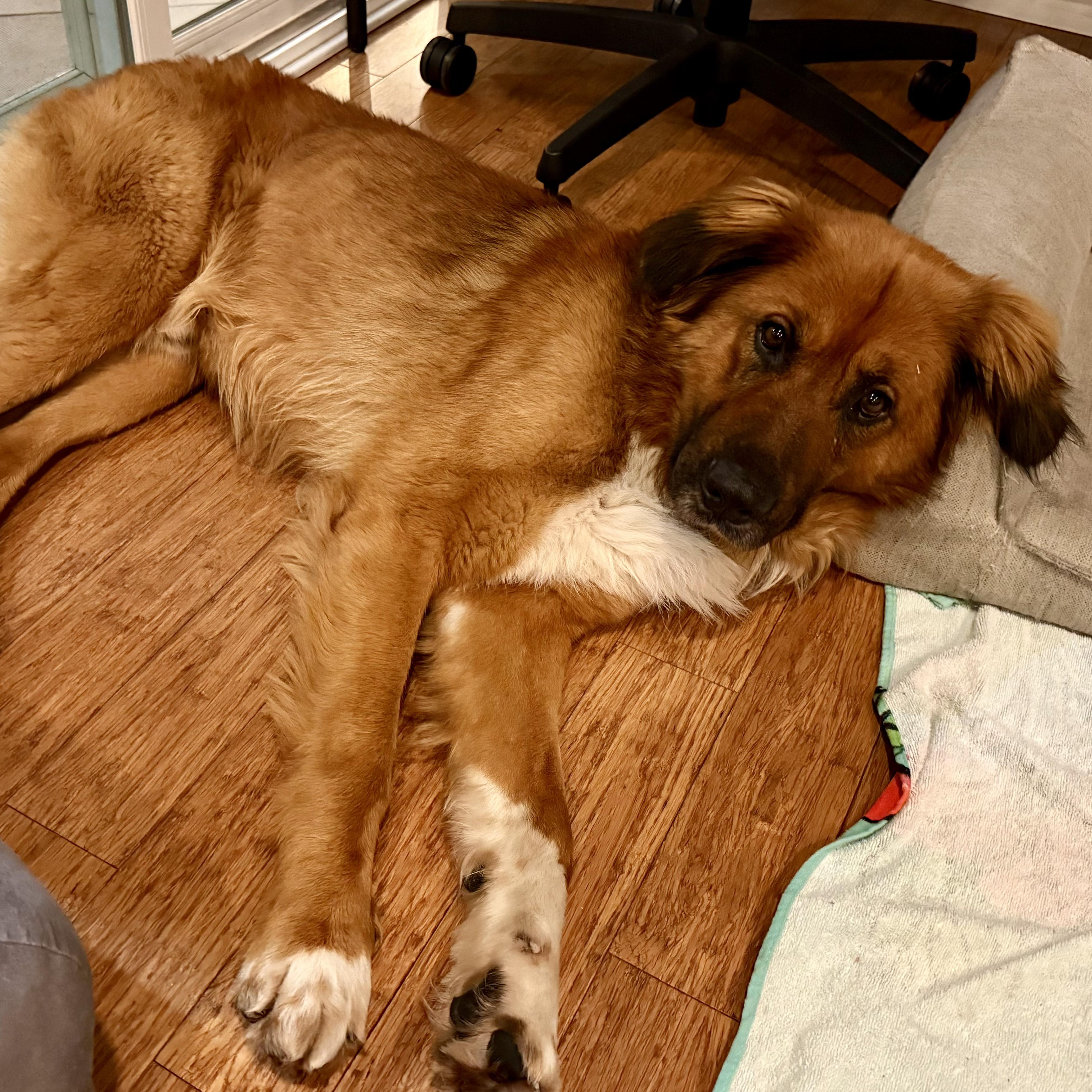 TOM!, a Adoptable mixed breed in Loomis, CA image 4/6