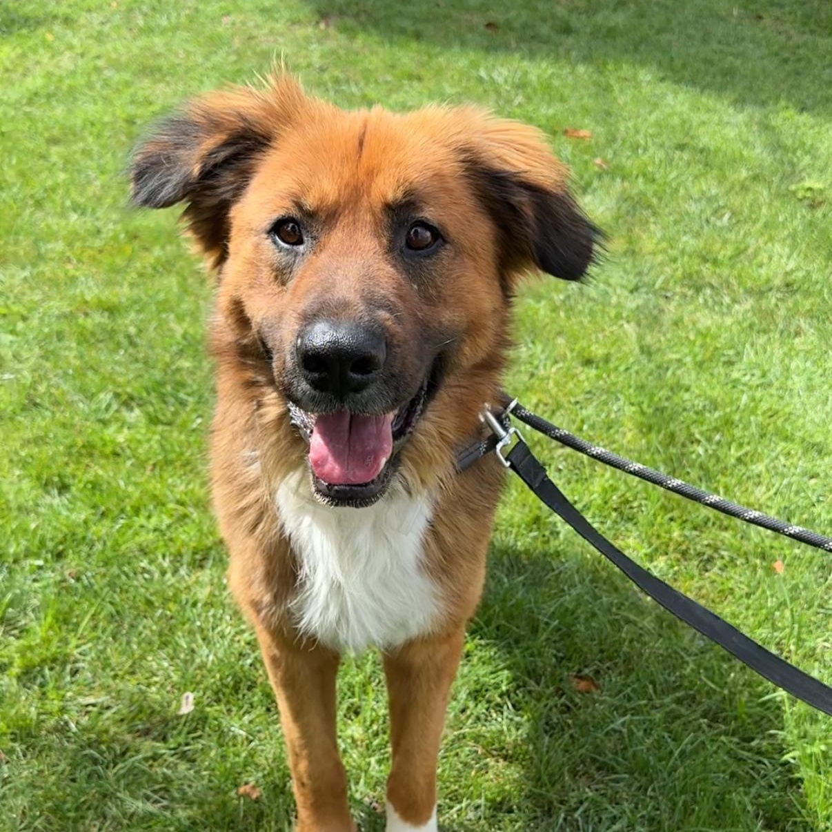 TOM!, a Adoptable mixed breed in Loomis, CA image 2/6