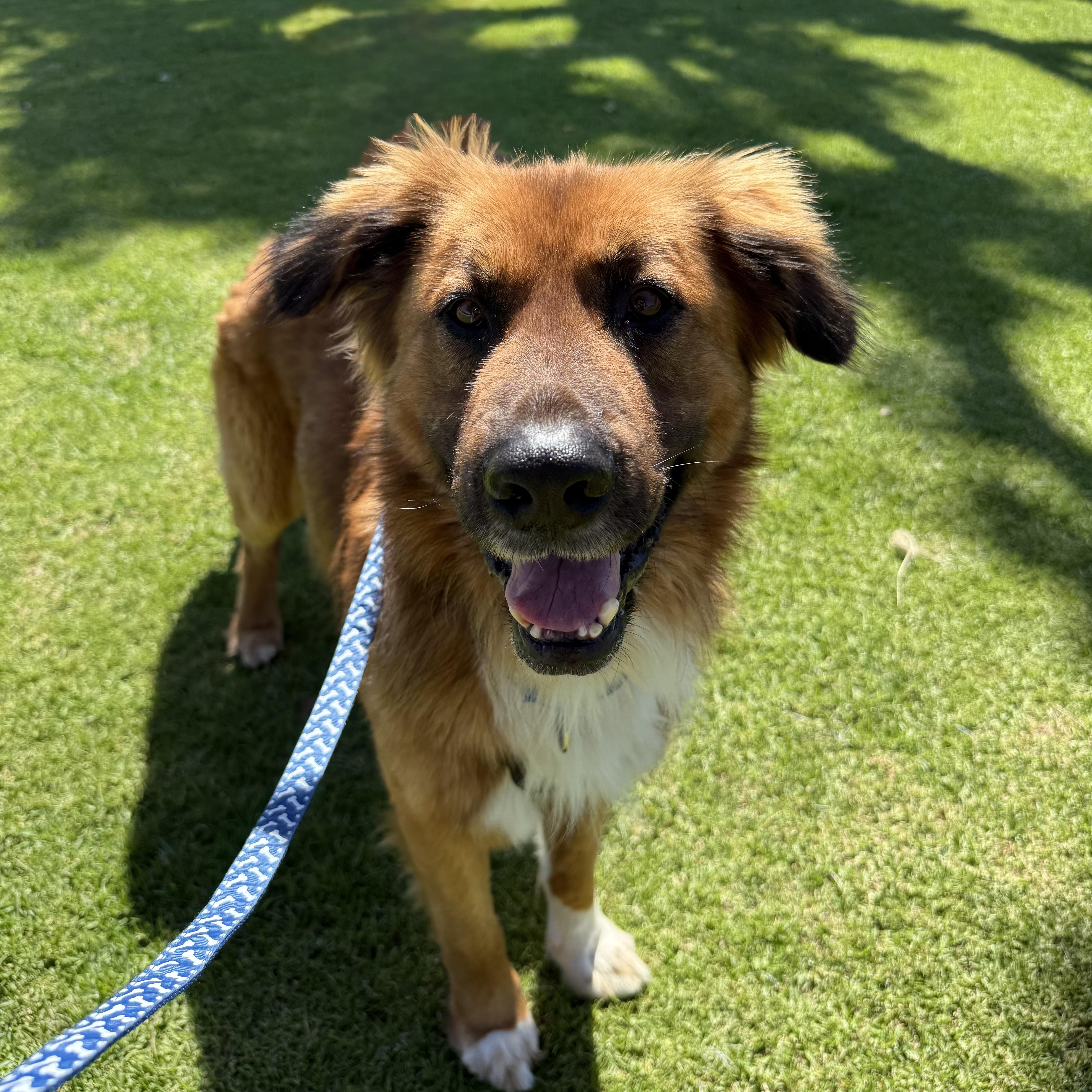 TOM!, a Adoptable mixed breed in Loomis, CA image 6/6