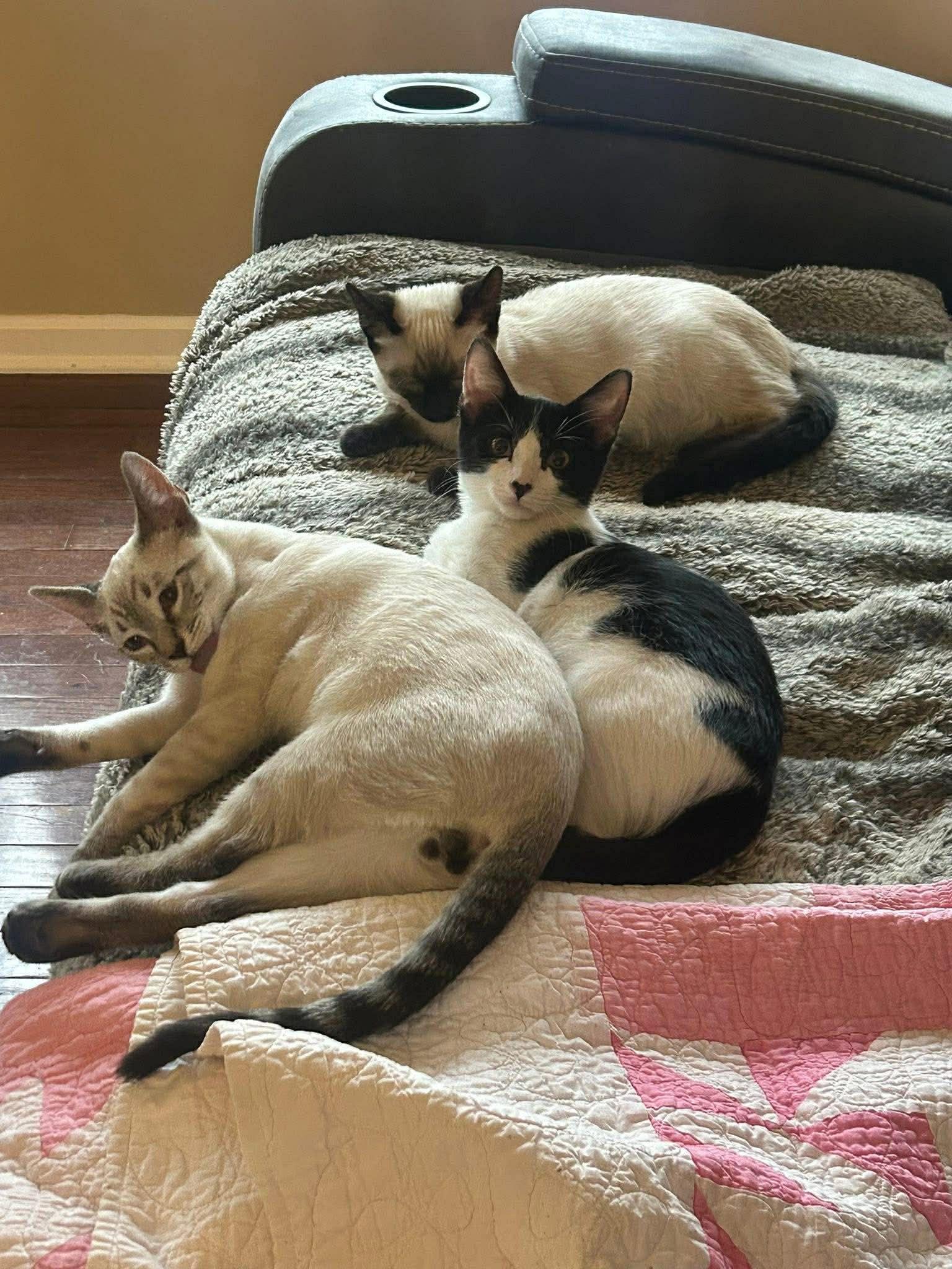 Enlarge Alfonso, an adopted Domestic Short Hair in Overland Park, KS image 2/2