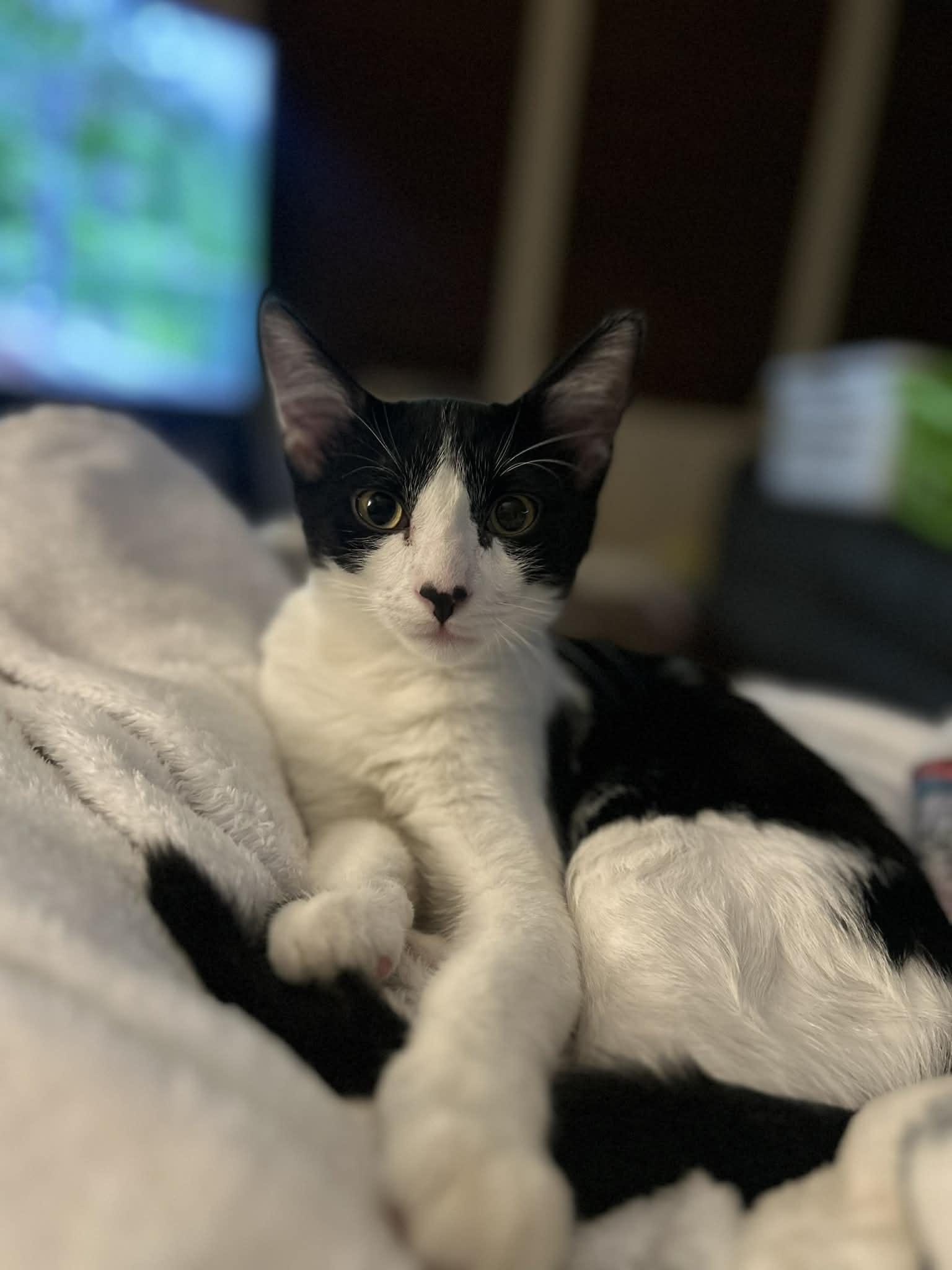 Enlarge Alfonso, an adopted Domestic Short Hair in Overland Park, KS image 1/2