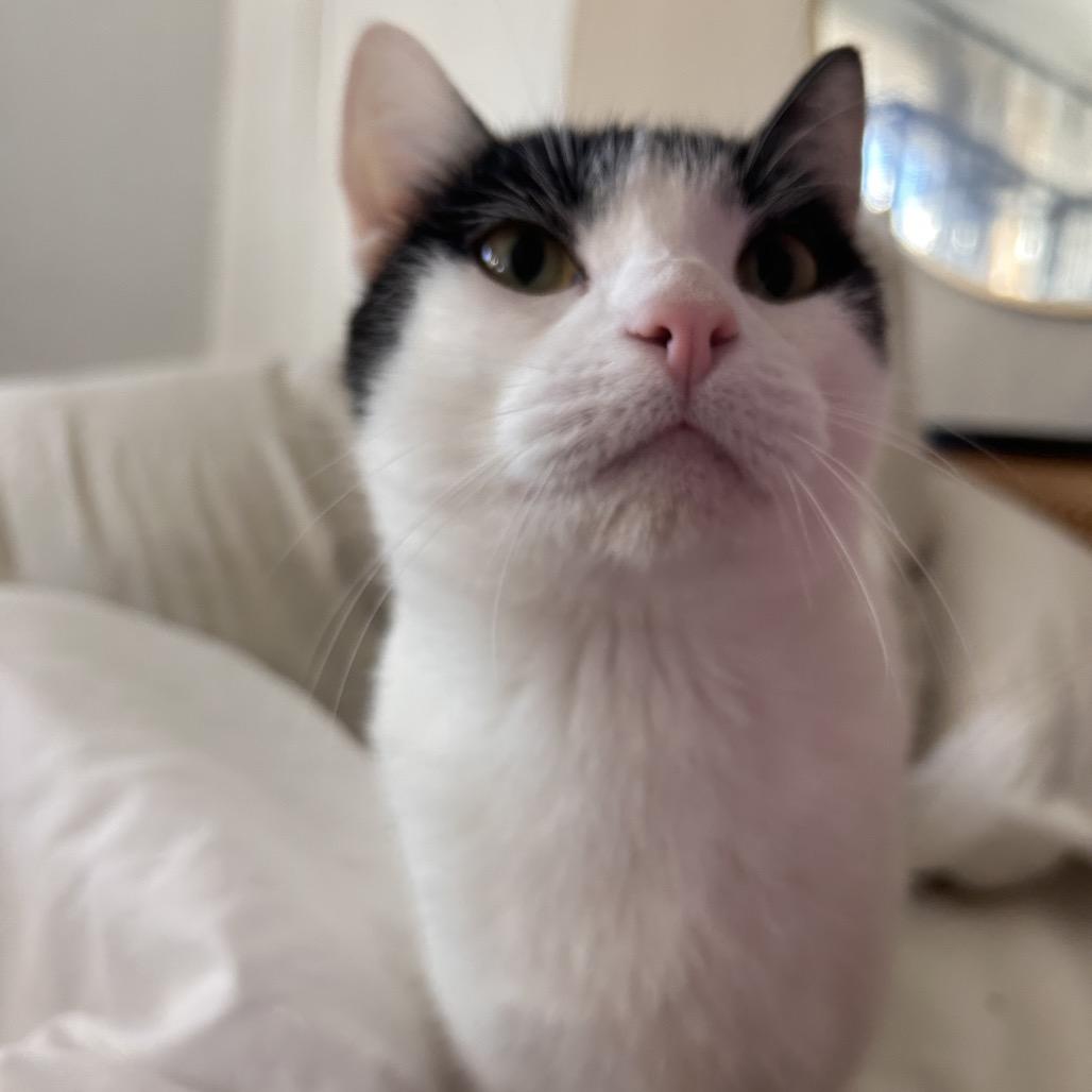 Enlarge Skwinkles, a Adoptable Domestic Short Hair in Yucca Valley, CA image 1/5