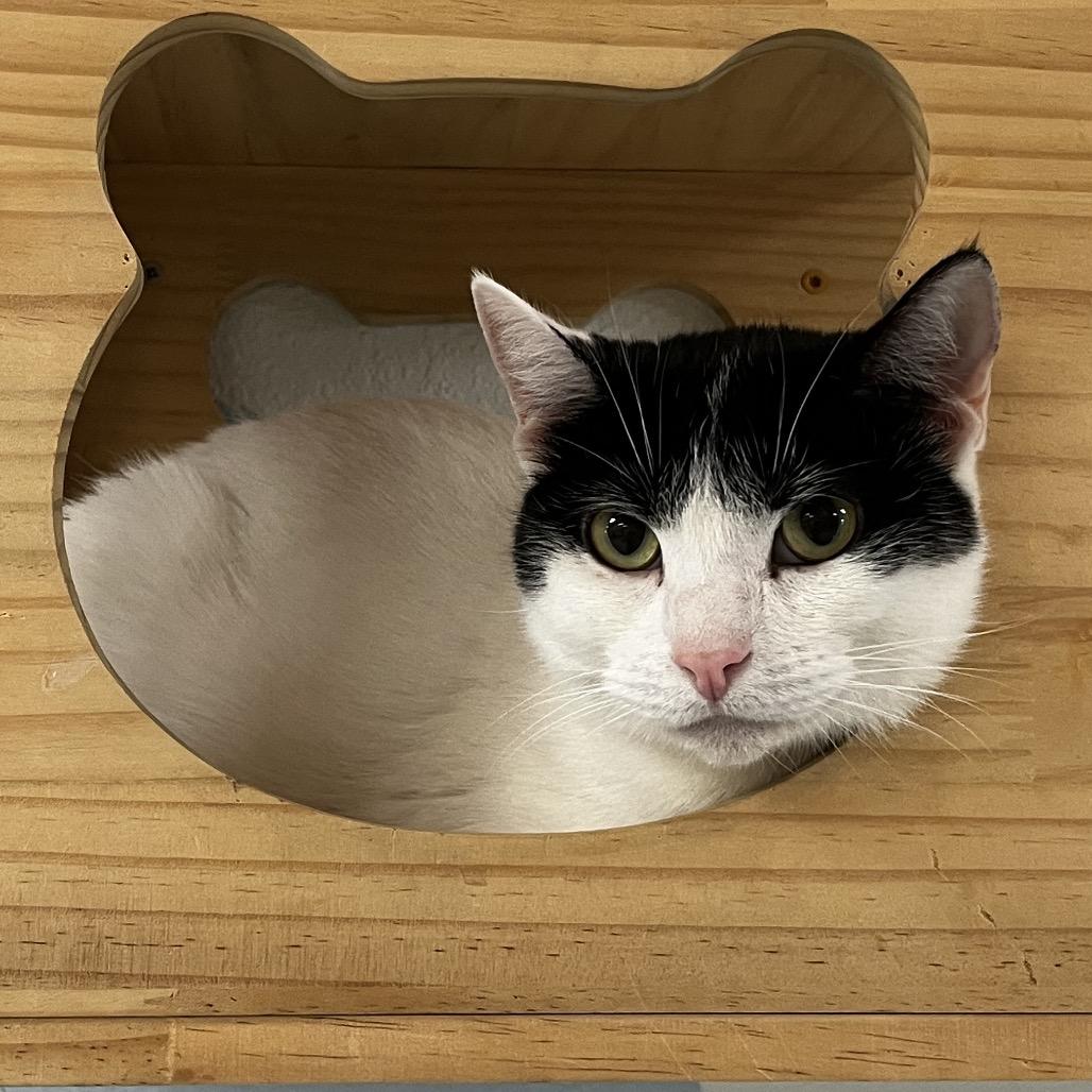 Enlarge Skwinkles, a Adoptable Domestic Short Hair in Yucca Valley, CA image 2/5