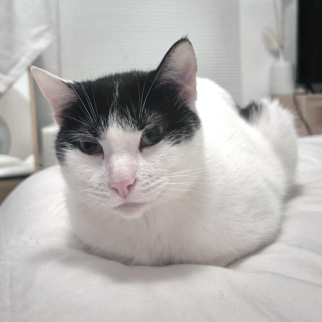 Enlarge Skwinkles, a Adoptable Domestic Short Hair in Yucca Valley, CA image 3/5