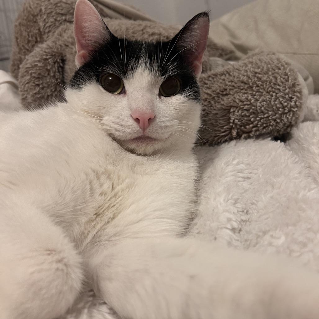 Enlarge Skwinkles, a Adoptable Domestic Short Hair in Yucca Valley, CA image 4/5